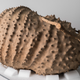 Illustration for article titled 6 Exquisite Structures Built By Wasps